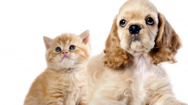 5 Penyakit Yang Ditularkan Oleh Hewan Peliharaan